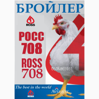 Цыплята-бройлеры КОББ-500.РОСС-708 суточные