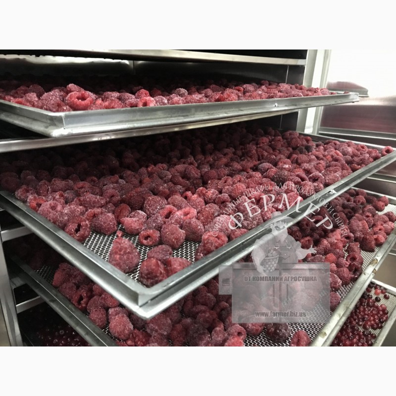 Фото 4. Инфракрасные промышленные шкафы для сушки фруктов, овощей, прочего