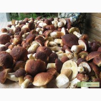 Продам белые грибы (свежемороженые, сухие, концервированые)