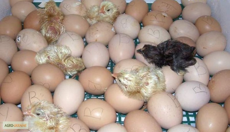 Фото 2. Цыплята мясо-яичной породы Браун Ник от производителя