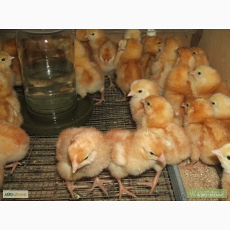 Цыплята мясо-яичной породы Браун Ник от производителя
