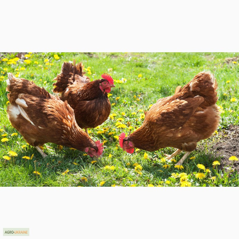 Фото 3. Цыплята мясо-яичной породы Браун Ник от производителя