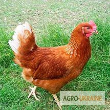 Фото 4. Цыплята мясо-яичной породы Браун Ник от производителя