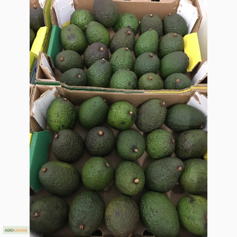 Фото 5. Продаем авокадо из Испании