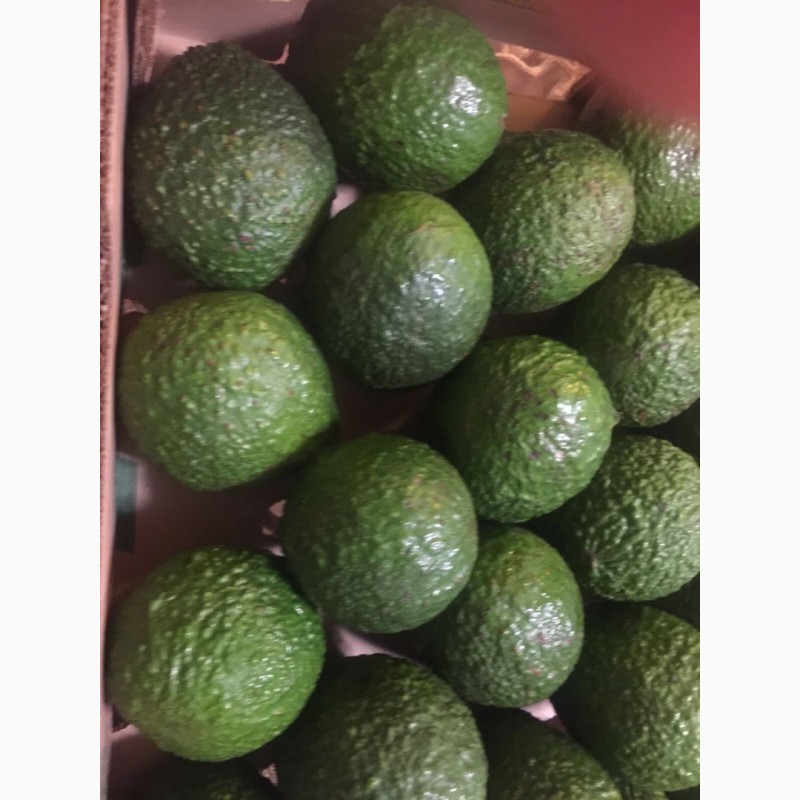 Фото 10. Продаем авокадо из Испании