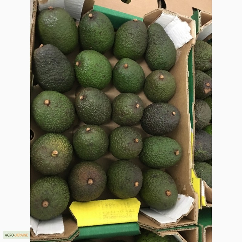 Фото 9. Продаем авокадо из Испании