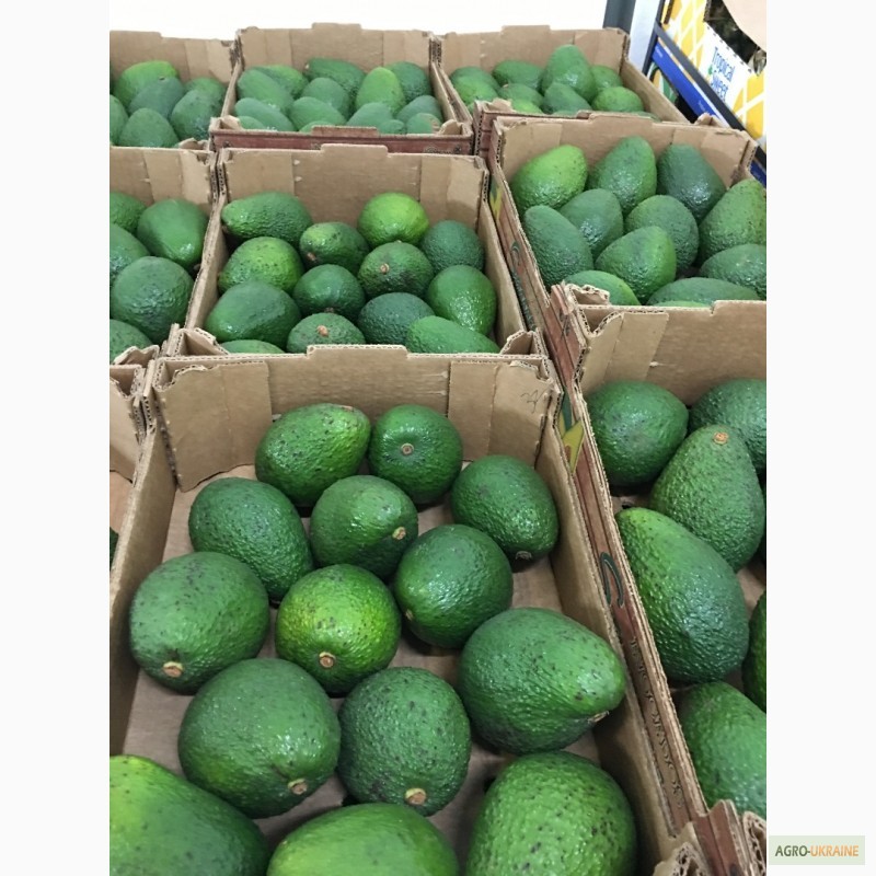 Фото 11. Продаем авокадо из Испании