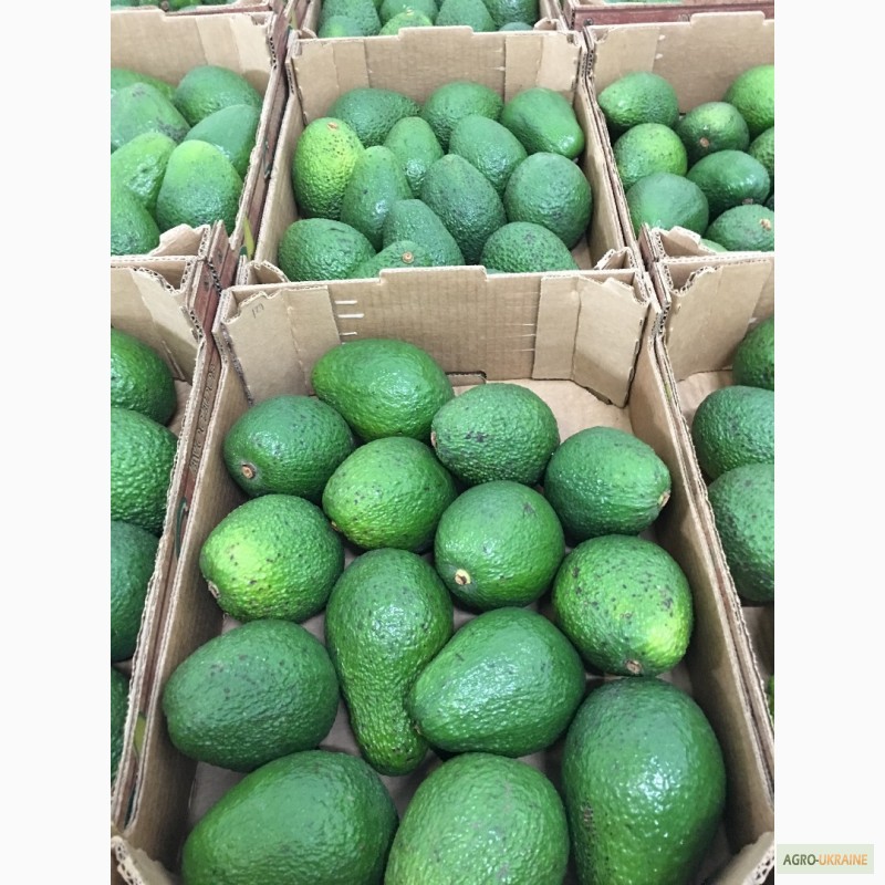 Фото 12. Продаем авокадо из Испании