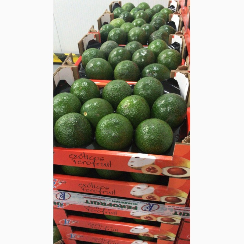 Фото 3. Продаем авокадо из Испании