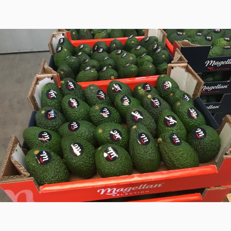 Фото 4. Продаем авокадо из Испании