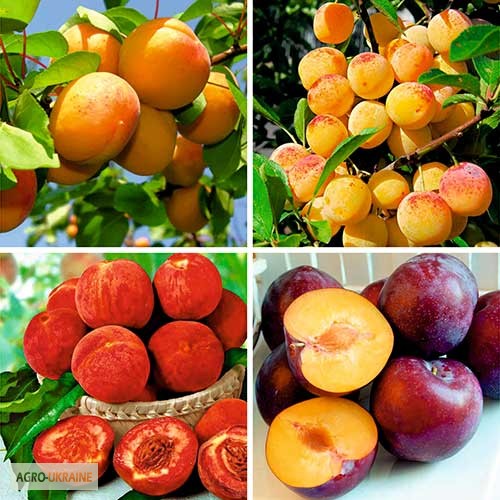 Фото 2. Саженцы яблоня, груша, слива, вишня, черешня, персик, абрикос