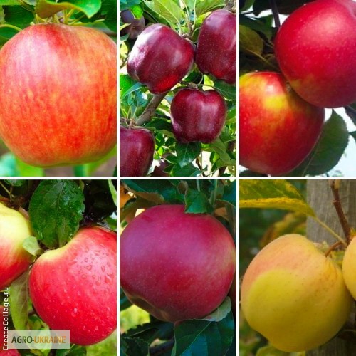 Фото 5. Саженцы яблоня, груша, слива, вишня, черешня, персик, абрикос