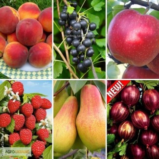 Саженцы яблоня, груша, слива, вишня, черешня, персик, абрикос