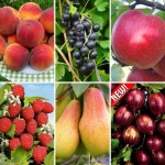 Саженцы яблоня, груша, слива, вишня, черешня, персик, абрикос