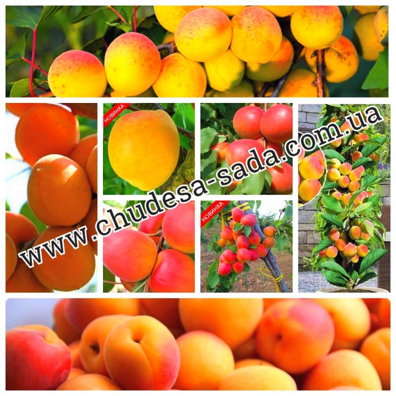 Фото 8. Саженцы яблоня, груша, слива, вишня, черешня, персик, абрикос