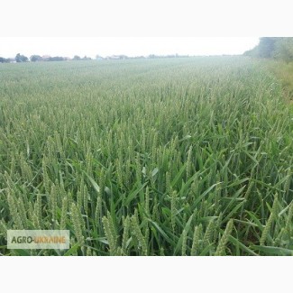 Продам насіння пшениці ROTAX, FLANZ, BAMBERKA