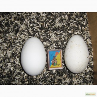 Продам Яйцо гусиное (инкубационное)