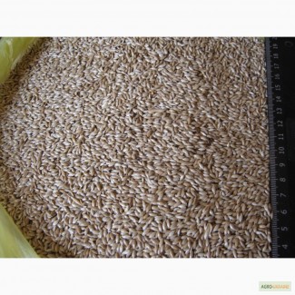 Продам канареечник 120 тонн. Доставка/самовывоз/экспорт Продам насіння канаркової трави