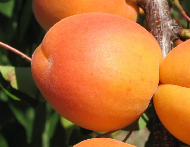 Фото 3. Саджанці абрикосу - більше 10 сортів. Для домашнього саду і оптом