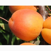 Саджанці абрикосу - більше 10 сортів. Для домашнього саду і оптом