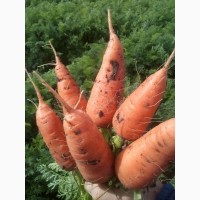 Продам морковь оптом, все как на фото