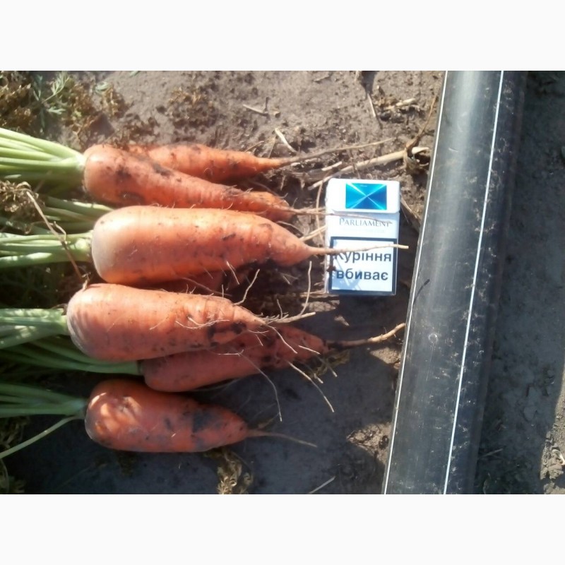 Фото 2. Продам морковь оптом, все как на фото