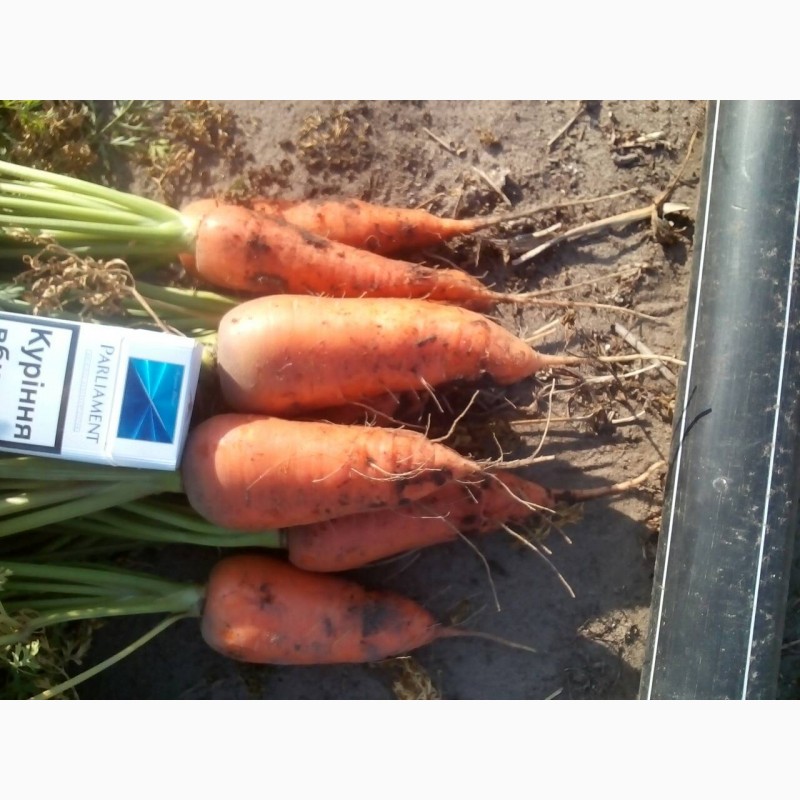 Фото 4. Продам морковь оптом, все как на фото