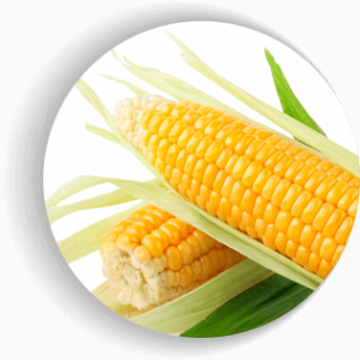 Семена кукурузы Мел 272 (Фао 250)