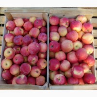 Продам Яблука з Молдови в/гат, в Закарпатті смт Буштино