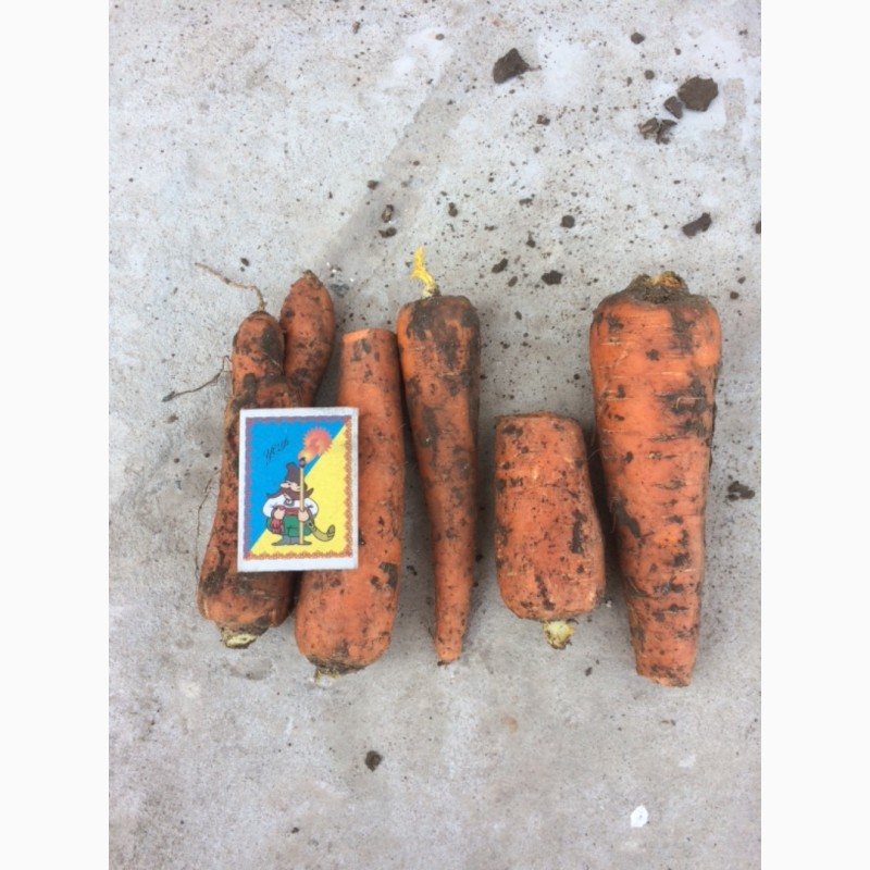 Продам морковь 2 сорт на переработку от производителя.Сорт Абако и Боливар