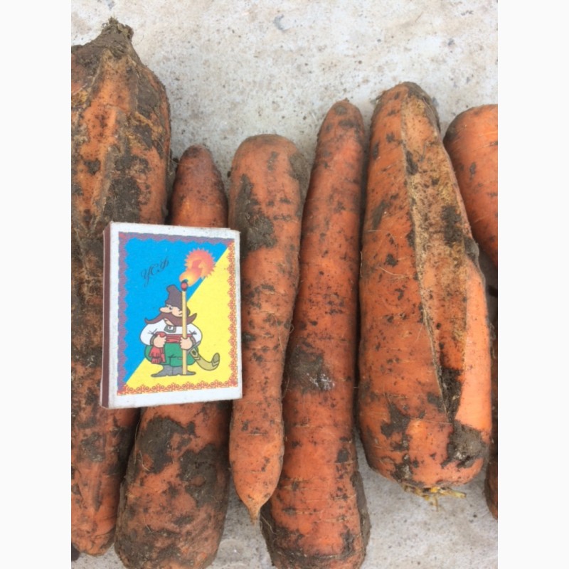Фото 2. Продам морковь 2 сорт на переработку от производителя.Сорт Абако и Боливар