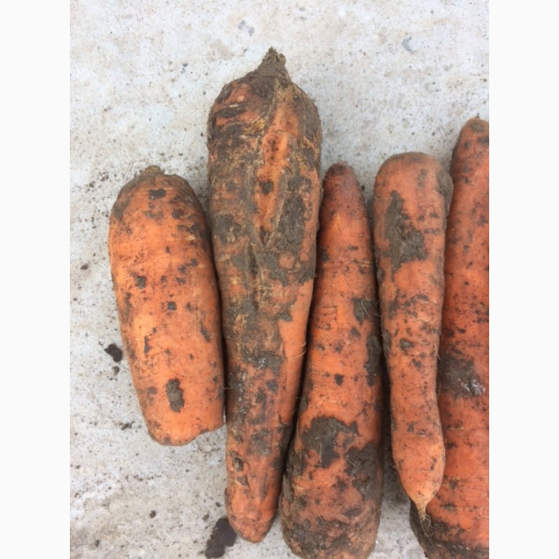Фото 3. Продам морковь 2 сорт на переработку от производителя.Сорт Абако и Боливар