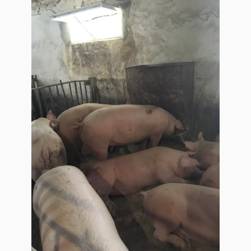 Фото 3. Продам свині м’ясної породи