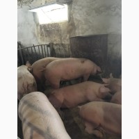 Продам свині м’ясної породи
