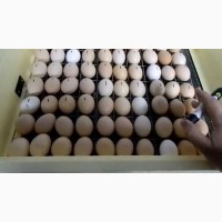 Инкубационное яйцо Фокси Чик Кривой Рог
