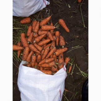 Продам Морковь сорт Абака