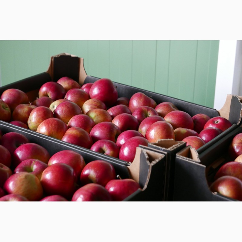 Продам яблоки айдаред из Польши