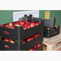 Продам яблоки айдаред из Польши