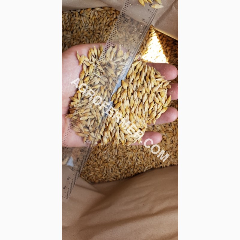 Фото 13. Семена ячменя ADDISON канадский трансгенный сорт (элита)