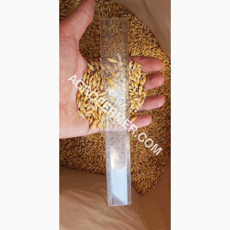 Фото 16. Семена ячменя ADDISON канадский трансгенный сорт (элита)
