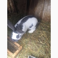 Продам Кроликов