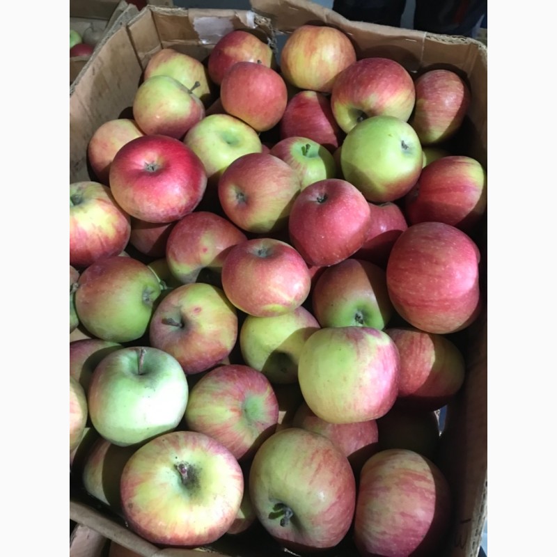 Фото 9. Продаємо яблука зі складу.Грені Сміт, Фуджі, Голден, Ред Делішес