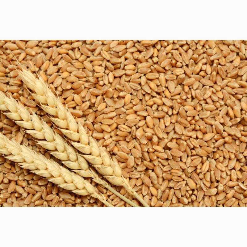 Фото 2. Насіння твердої пшениці, семена пшеницы трансгенный сорт двуручки amadeo