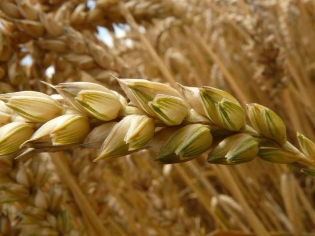 Фото 3. Насіння твердої пшениці, семена пшеницы трансгенный сорт двуручки amadeo