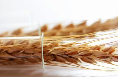 Фото 4. Насіння твердої пшениці, семена пшеницы трансгенный сорт двуручки amadeo