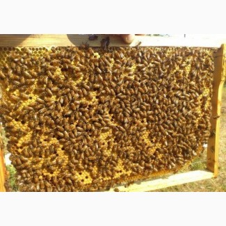 Продам бджолопакети 4рр. 60