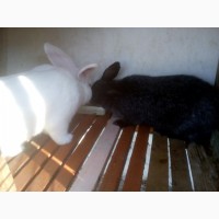Продам кроликив ризних порид