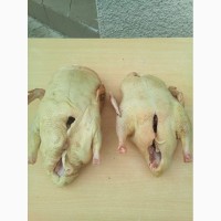 Качка Утка каченята підрощені суточні тушка гуси кури інкубація м#039;ясо