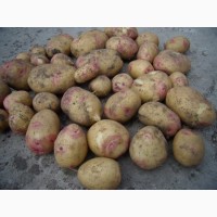 Продаем семенной картофель Пикассо I и II репродукции. Отправка по всей Украине