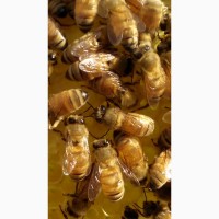 Продам бджоломатки Італійки Кордован 2022р